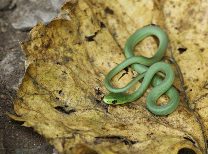 Rough Green Snake